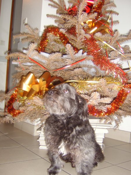 Blacky sur le palier près du sapin de Noël